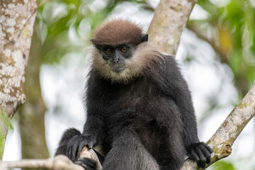 This close-up photograph features a Purple-faced Langur monkey perched on a tree branch. Its distinct dark fur, light-colored beard, and inquisitive amber eyes are clearly visible.