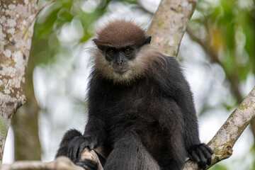 This close-up photograph features a Purple-faced Langur monkey perched on a tree branch. Its distinct dark fur, light-colored beard, and inquisitive amber eyes are clearly visible.