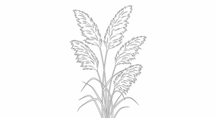 Elegant line drawing of pampas grass, detailed botanical illustration.