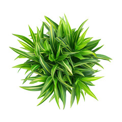 Zebra Green Grass Plant Top Viewisolated on transparent background