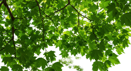 Natural daylight filters through dense emerald-green tree canopy, low-angle view against blurred bright blue sky; concept of sustainable growth and natural vitality