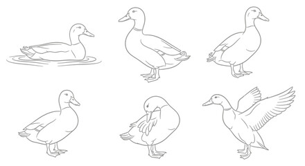Charming duck illustrations capture various poses, from swimming gracefully to preparing for flight