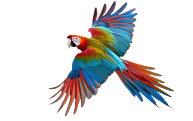 Colorful parrot flying on white background,png