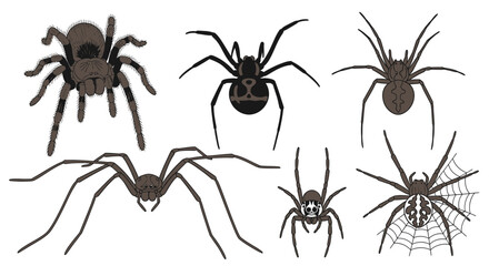 Six distinct spider species illustrated, showcasing variety in form and coloration for educational or design purposes.