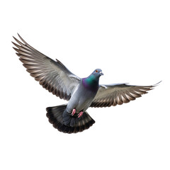 Pigeon in Flight