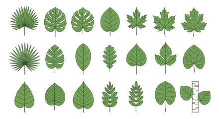 Vibrant green leaf collection showcasing diverse natural shapes and botanical beauty for design