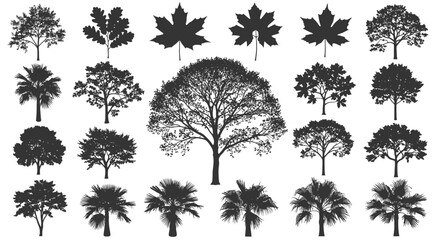 Diverse collection of elegant tree silhouettes and maple leaves, perfect for design.