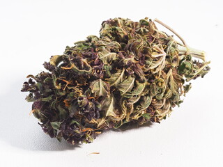 cannabis sativa medical plant marijuana