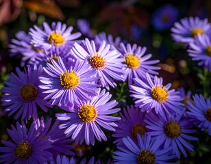 Blooming purple daisies with yellow centers in natural sunlight close up