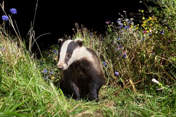 European Badger in Meadow © Wirestock