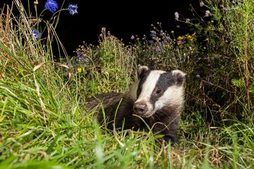 European Badger in Meadow © Wirestock
