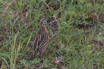 Rain quail or black-breasted quail (Coturnix coromandelica) at Bhigwan, Maharashtra, India.