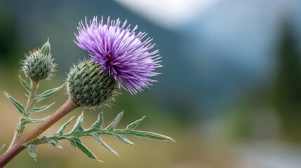 Wild thistle blooming in harsh mountain light: nature's resilience in focus