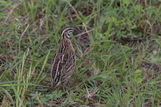 Rain quail or black-breasted quail (Coturnix coromandelica) at Bhigwan, Maharashtra, India.