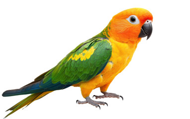 Obraz premium Colorful Sun conure on white background,png