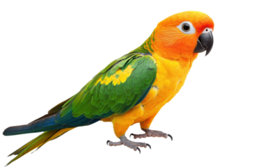 Colorful Sun conure on white background,png