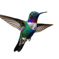 Fototapeta premium Colorful hummingbird in flight isolated on white background