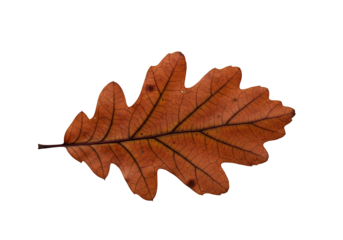 Detailed close-up of a dried oak leaf against a black backdrop, showcasing its intricate vein structure and warm autumnal hue.