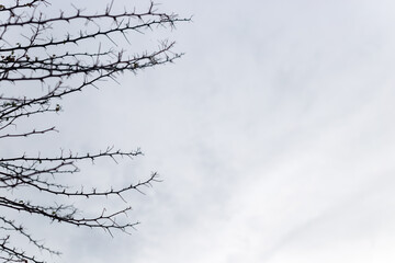 branches against blue sky