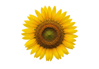 Fototapeta premium A vibrant sunflower, with rich yellow petals and a dark-brown seed center, is centered against a pure black background.