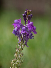 Close up image of a purple toadflax in a garden with blurry green lawn background from house garden.