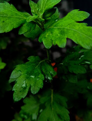 green leaves in dark background