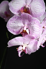 Beautiful orchid flower with water drops on black background, closeup
