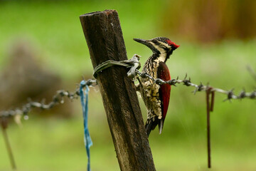 great spotted woodpecker
