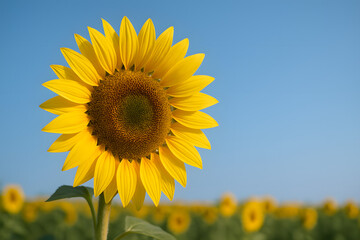 sunflowers in the field