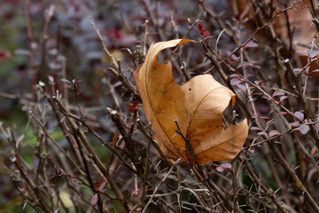 Season Change , Dried Maple Leaf on the green yard
