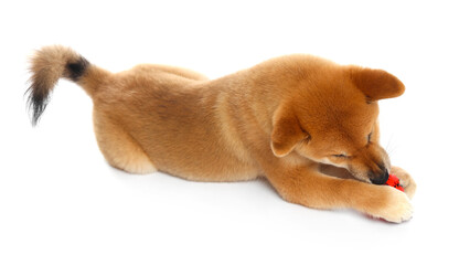 Cute Shiba Inu puppy playing with ball on white background