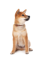 Cute Shiba Inu puppy with collar on white background