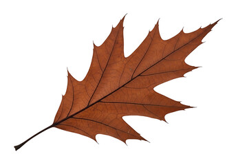 A detailed, intricate image of a dried oak leaf against a stark black background.