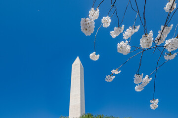 Washington DC. Cherry blossoms against a blue sky and the Washington Monument in the background.