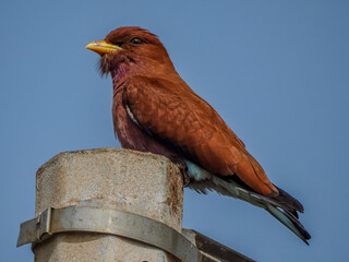 Close-up of Broad-billed Roller