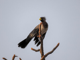Western Grey Plantain-eater Looking Behind