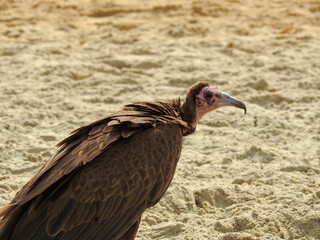 Hooded Vulture on a Beach in Gambia