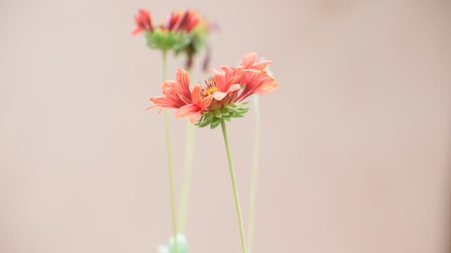 Slow-motion shot of the blanket flower swaying in a garden breeze, emphasizing its bold red-yellow petals, lush green foliage, and attracting butterflies, capturing summer&rsquo;s lively essence