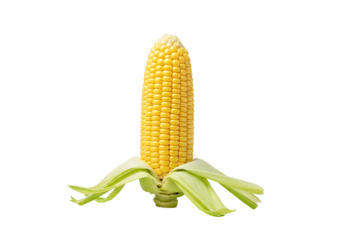 A vibrant yellow corn cob, encased in fresh green leaves, stands out against a plain black background.