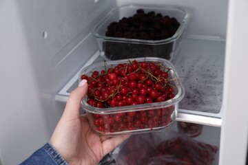 Freezing berries. Woman putting container with red currants into open fridge, closeup
