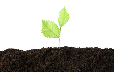 Young plant growing in soil isolated on white