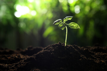 Young plant with green leaves growing from soil outdoors, closeup. Space for text