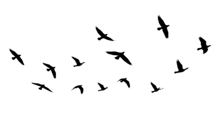 Multiple pure black bird silhouettes in dynamic flight against a transparent seamless studio background, telephoto lens, stark monochrome contrast. Concept of business evolution and strategic
