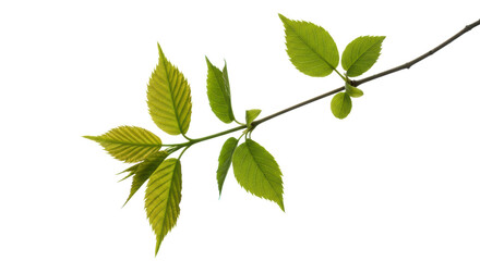 Fototapeta premium Small cluster of vibrant green leaves with delicate veins on a slender brown branch, isolated on a transparent studio background with soft lighting, concept of sustainable growth and natural vitality