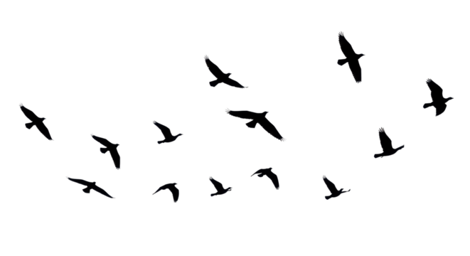 Multiple pure black bird silhouettes in dynamic flight against a transparent seamless studio background, telephoto lens, stark monochrome contrast. Concept of business evolution and strategic