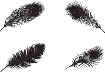 Obraz premium Black and white peacock feather vector illustration, a simple silhouette with clean edges, no shadow or background details, in a vector flat style on an isolated white background.eps