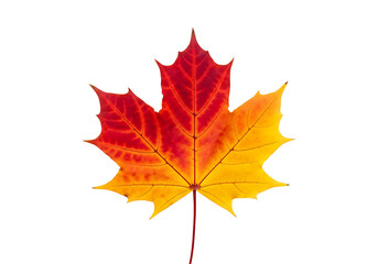 Fototapeta premium Vibrant autumnal maple leaf displays a gradient of fiery reds and sunny yellows against a stark black backdrop.