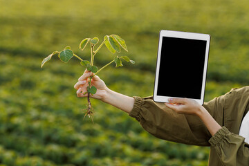 Cropped photo hands of female agronomist holds digital tablet with mockup screen and soya plant in field. Smart farming soybean technology. Modern agribusiness. Quality control growth and development