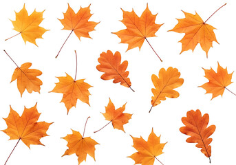 Fototapeta premium An array of vibrant autumn leaves, maple and oak, displayed against a stark black backdrop, creating a visually appealing design.