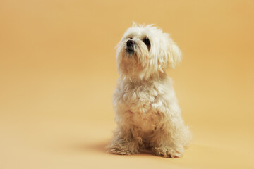 Cute white Maltese dog on beige background, space for text